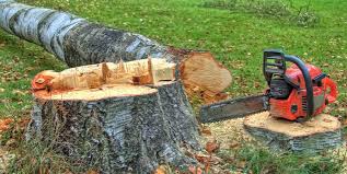 How Our Tree Care Process Works  in  Los Ranchos De Albuquerque, NM