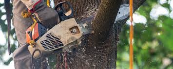 Best Tree Preservation Services  in Los Ranchos De Albuquerque, NM