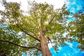 Professional Tree Removal in Los Ranchos De Albuquerque, NM