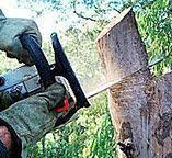 Best Tree Disease Treatment  in Los Ranchos De Albuquerque, NM