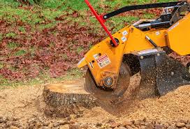 Best Tree Risk Assessment  in Los Ranchos De Albuquerque, NM