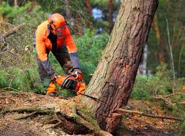 Best Tree Cabling and Bracing  in Los Ranchos De Albuquerque, NM