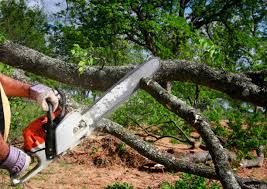 Best Tree and Shrub Care  in Los Ranchos De Albuquerque, NM