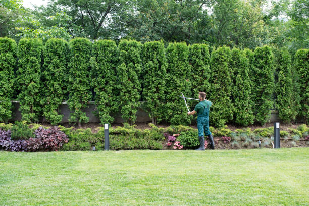 Best Emergency Tree Removal  in Los Ranchos De Albuquerque, NM