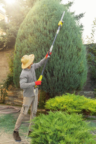 Best Palm Tree Trimming  in Los Ranchos De Albuquerque, NM