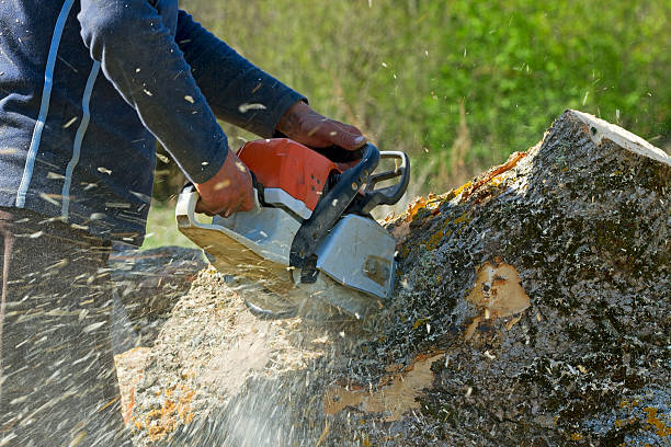 Best Firewood Processing and Delivery  in Los Ranchos De Albuquerque, NM
