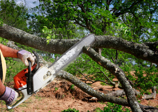 Best Tree Mulching  in Los Ranchos De Albuquerque, NM