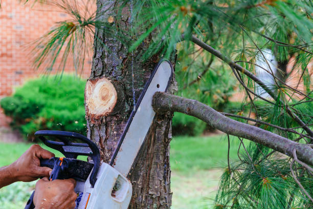  Los Ranchos De Albuquerque, NM Tree Removal Pros